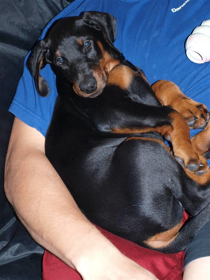 Dobermann Armageddonstars Elmander (R.I.P.) - Jeg putter lige ved far billede 1