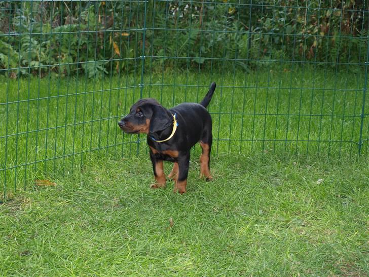 Dobermann Armageddonstars Elmander (R.I.P.) - Er jeg ikke fin (taget hos opdrætter) billede 2