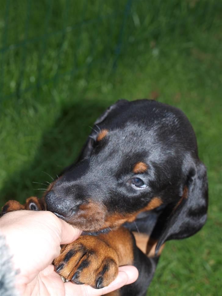 Dobermann Armageddonstars Elmander (R.I.P.) - god finger du har. ( taget hos opdrætter) billede 3