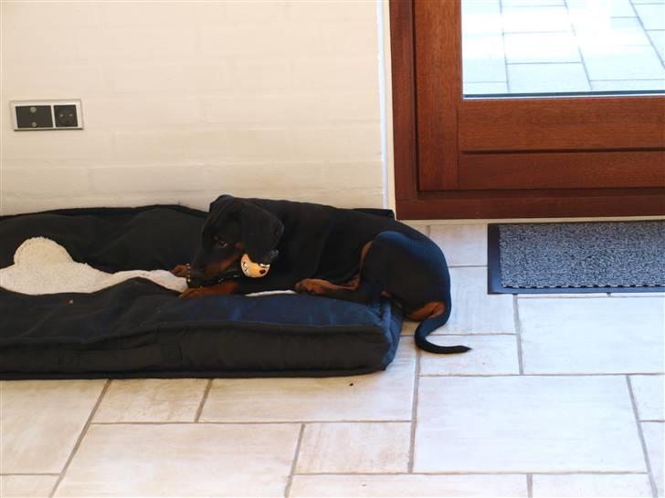 Dobermann Armageddonstars Elmander (R.I.P.) - må jeg få lidt fred billede 4