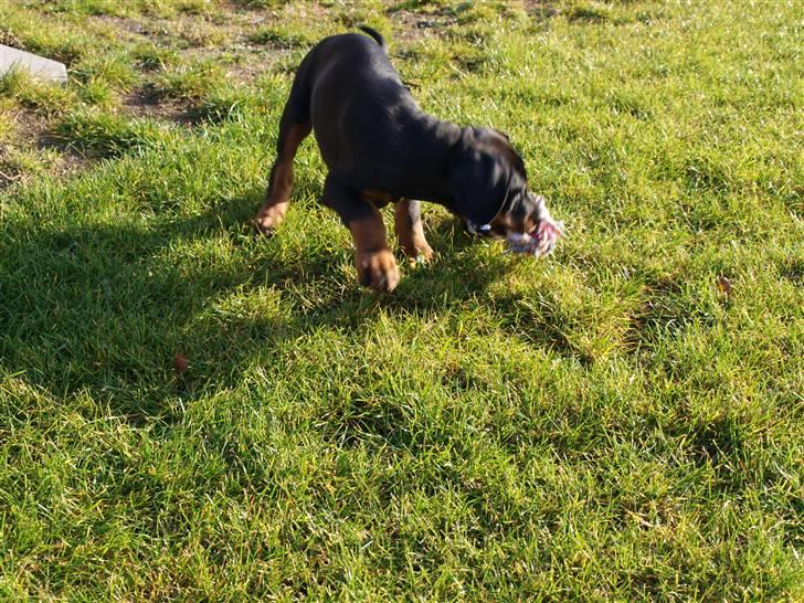 Dobermann Armageddonstars Elmander (R.I.P.) - se hvad jeg fandt... billede 5