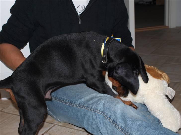 Dobermann Armageddonstars Elmander (R.I.P.) - Så er jeg lige kommet ind i mit nye hjem. billede 6