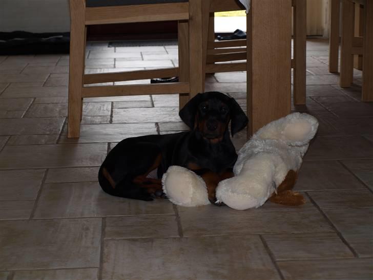 Dobermann Armageddonstars Elmander (R.I.P.) - Jeg kan lige ligge ovenpå bamse billede 7