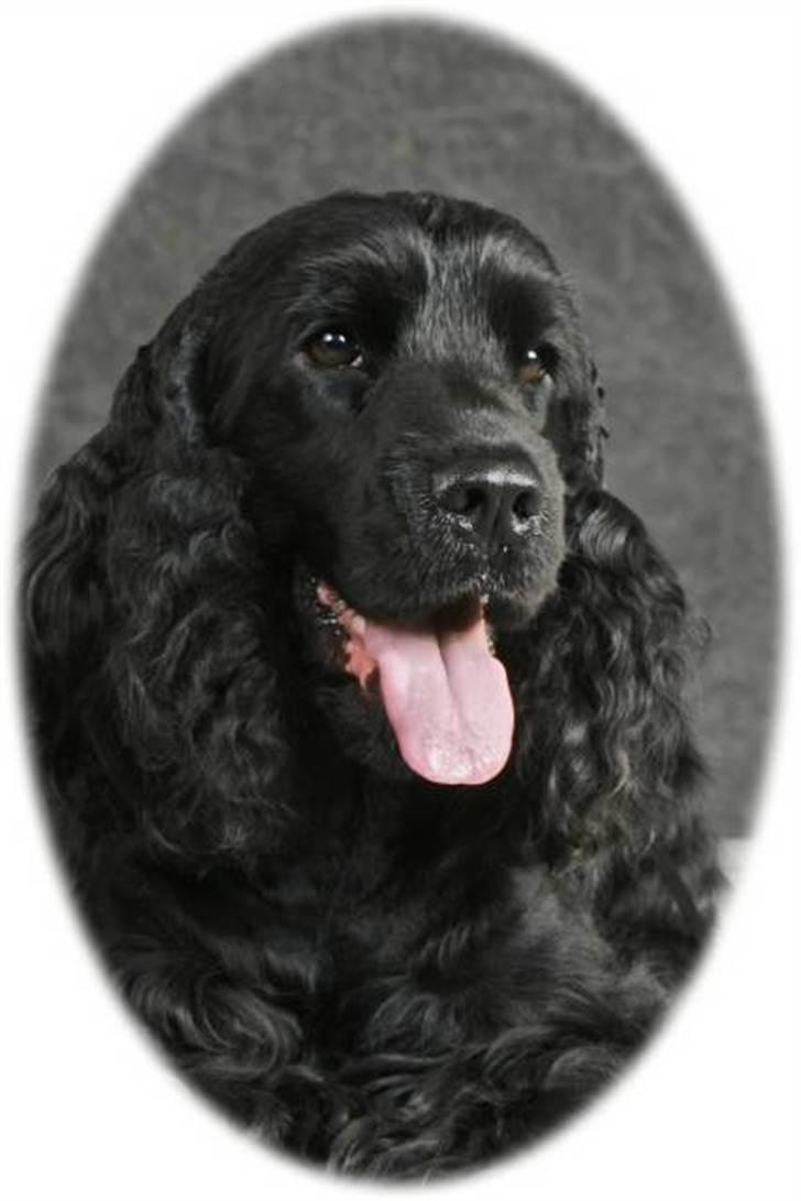 Cocker spaniel ANIBELL'S BLACK CHARLi - velkommen til min profil giv en bedømelse eller stem i mine udf vis det lyster   her har jeg lige været til udstilling  billede 1