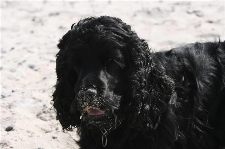 Cocker spaniel ANIBELL'S BLACK CHARLi - charli ude hved stranden .han havde lige prøvet på at grave ned til kina men misionen mislykkedes xD billede 3