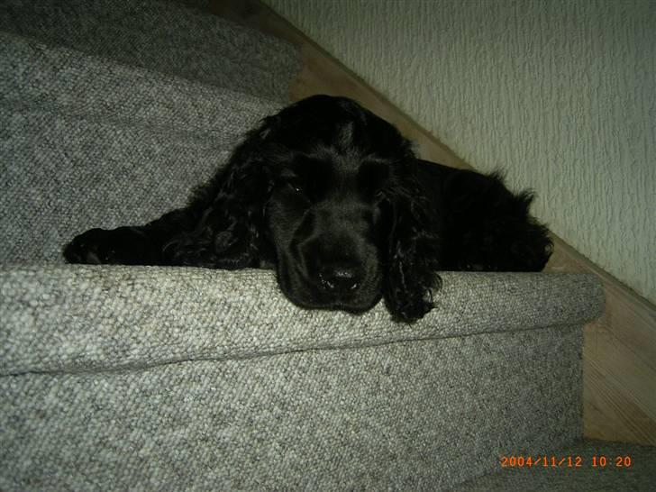 Cocker spaniel ANIBELL'S BLACK CHARLi - jaaa et stykke flad hund på trappen ;) billede 5