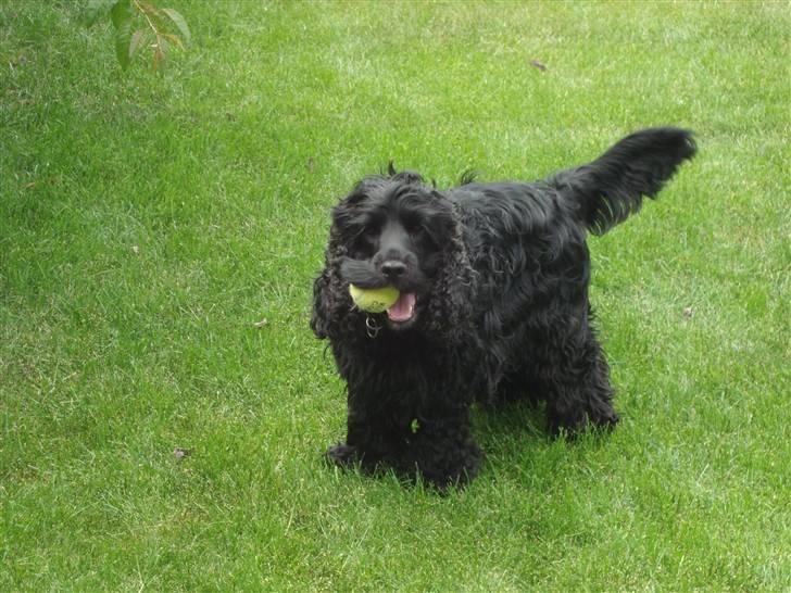 Cocker spaniel ANIBELL'S BLACK CHARLi - det ser lidt sjovt ud  billede 6