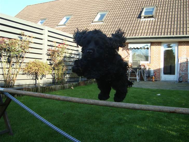 Cocker spaniel ANIBELL'S BLACK CHARLi - han elsker det simpelthen ! men vi springer ikk for højt da det ikke er godt for hunde ;) billede 7