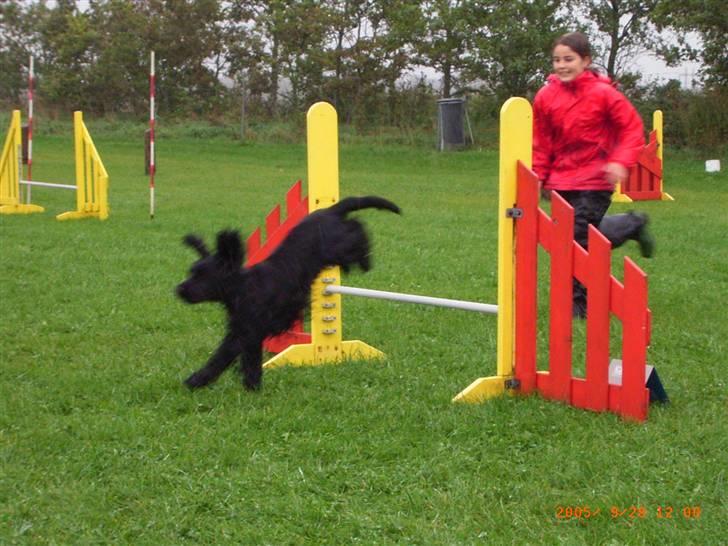 Cocker spaniel ANIBELL'S BLACK CHARLi - mig og charli fik en flot fjerde plads til et udendørs agility stævne  billede 9