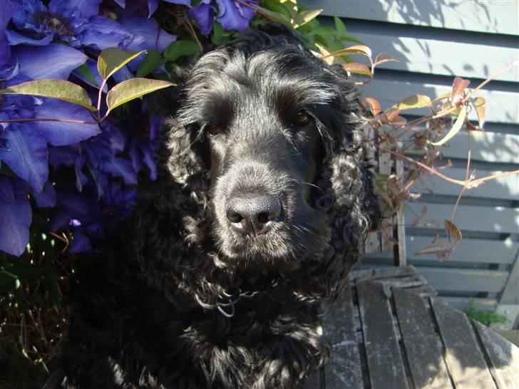 Cocker spaniel ANIBELL'S BLACK CHARLi - han er bare en rigtig livsnyder billede 11