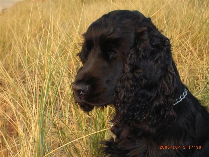 Cocker spaniel ANIBELL'S BLACK CHARLi - på stranden ved klitterne .. han har vidst fået øje på en strand løve ;) billede 16