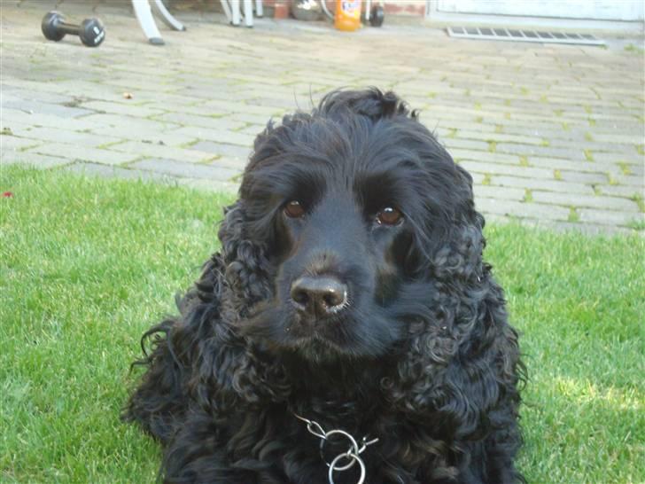 Cocker spaniel ANIBELL'S BLACK CHARLi - han er simpelthen godheden selv ;) billede 18