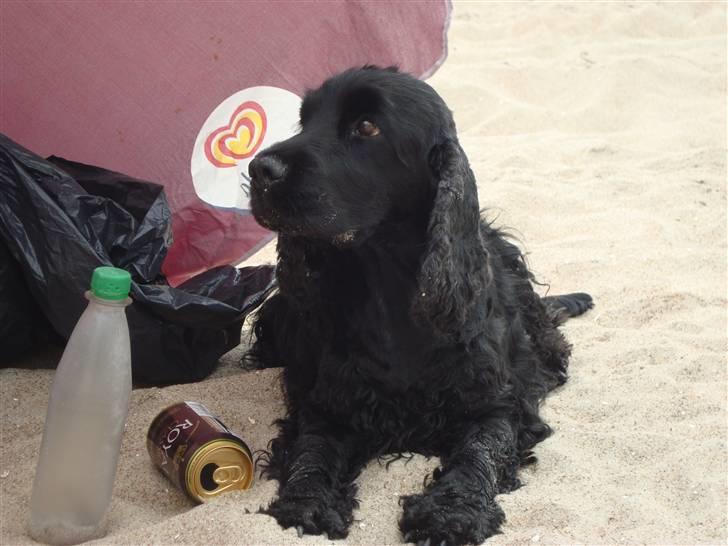 Cocker spaniel ANIBELL'S BLACK CHARLi - han er bare for skøn. en dejlig sommer dag ude ved stranden  billede 19