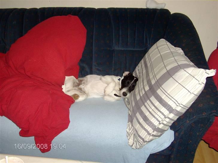 Jack russell terrier zippo billede 1