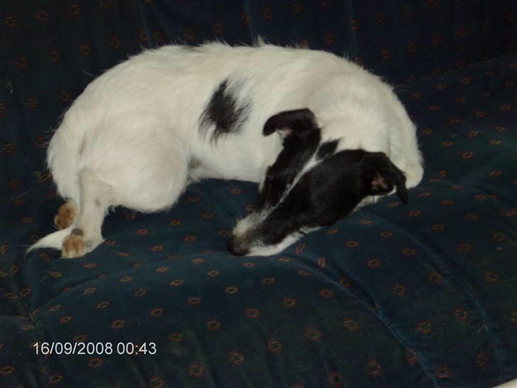 Jack russell terrier zippo billede 2