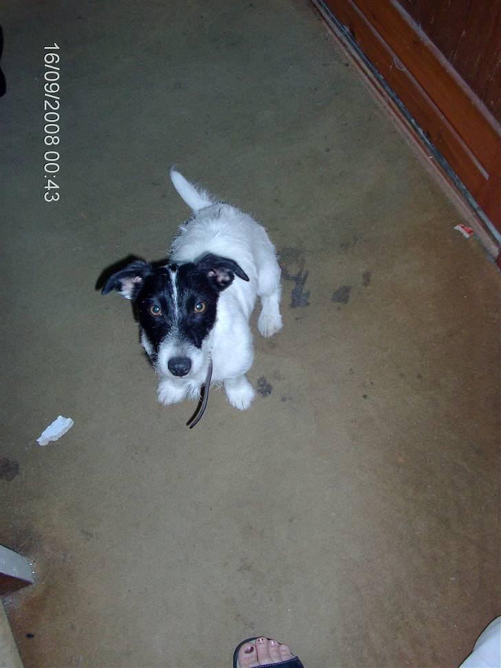 Jack russell terrier zippo billede 3