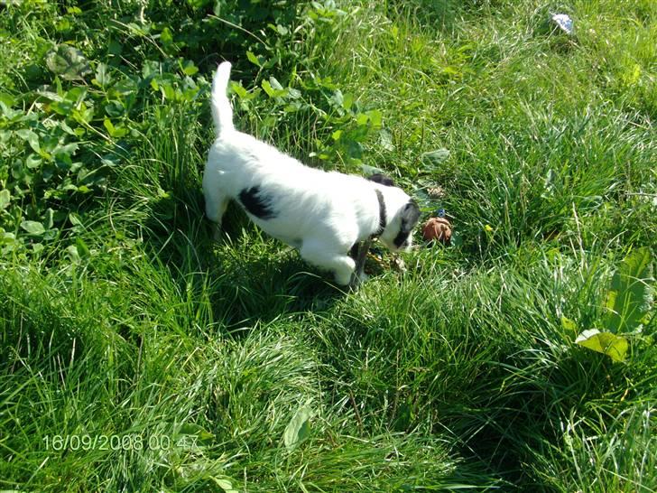 Jack russell terrier zippo billede 4