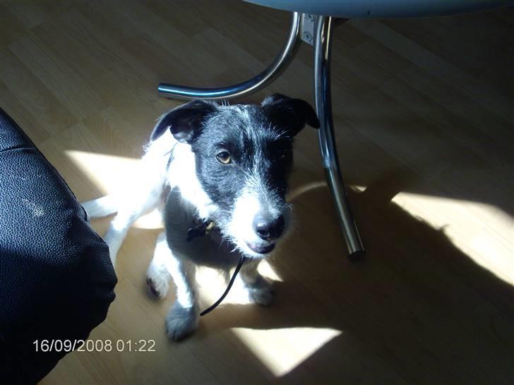 Jack russell terrier zippo billede 5