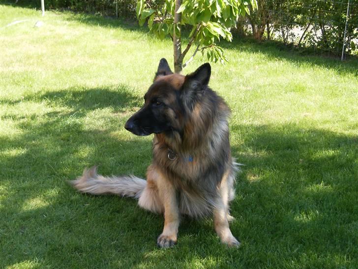 Schæferhund Berani´s Eiko. Bamse billede 7