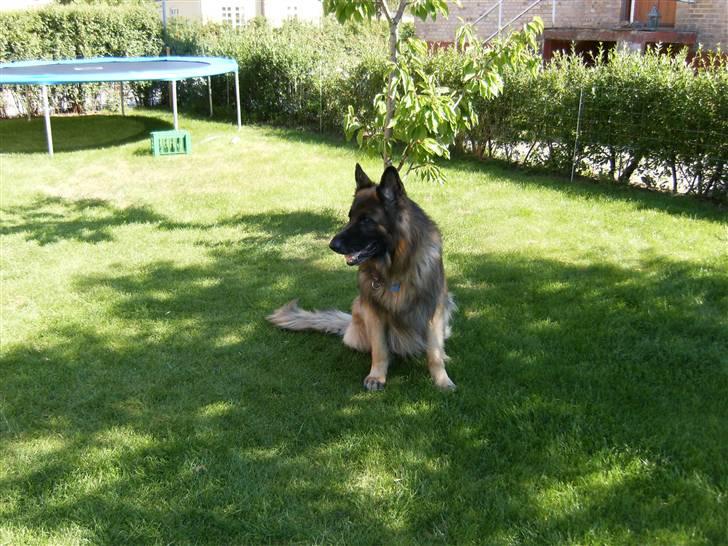 Schæferhund Berani´s Eiko. Bamse billede 8