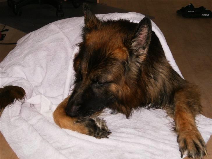 Schæferhund Berani´s Eiko. Bamse billede 9