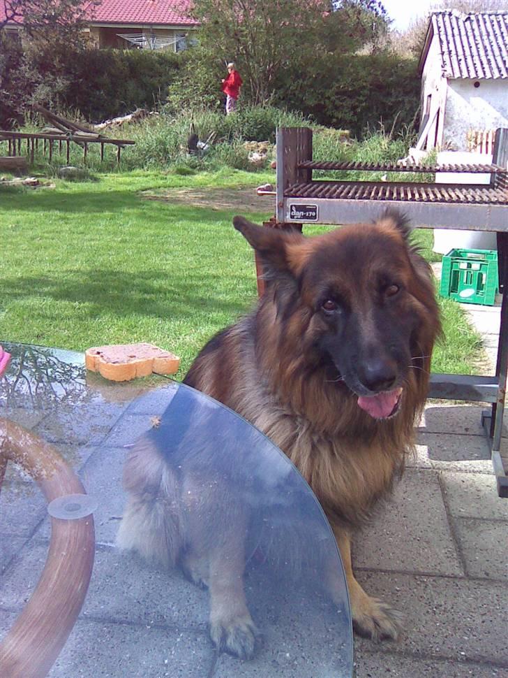 Schæferhund Berani´s Eiko. Bamse billede 10