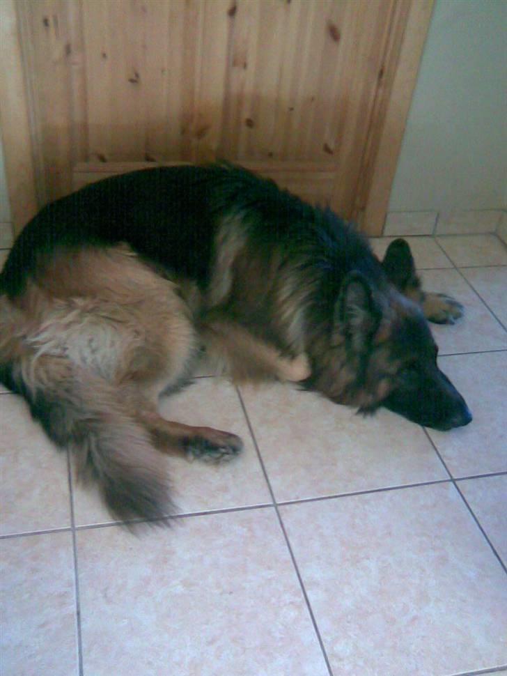 Schæferhund Berani´s Eiko. Bamse billede 11