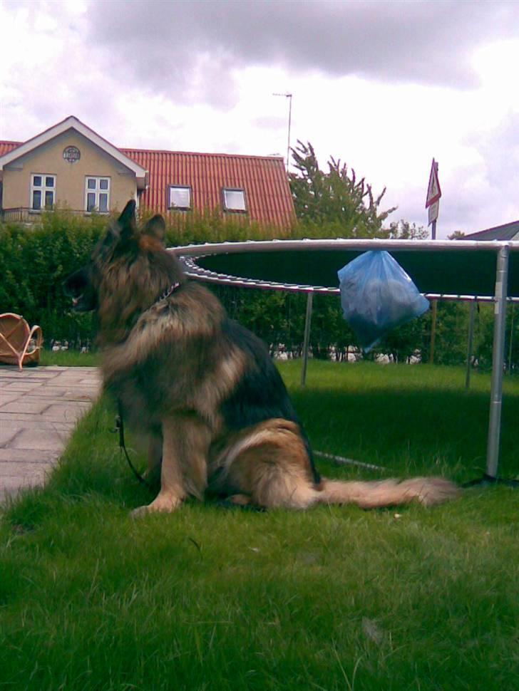 Schæferhund Berani´s Eiko. Bamse billede 12