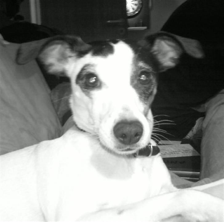 Dansk svensk gaardhund Lillefix billede 4