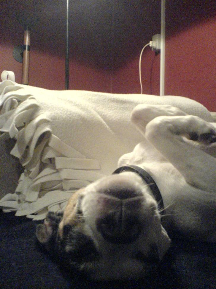 Dansk svensk gaardhund Lillefix billede 5