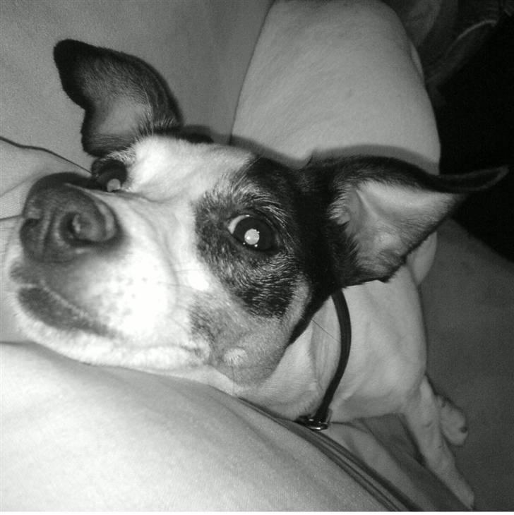 Dansk svensk gaardhund Lillefix billede 6