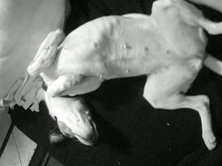 Dansk svensk gaardhund Lillefix billede 7