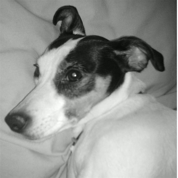 Dansk svensk gaardhund Lillefix billede 8