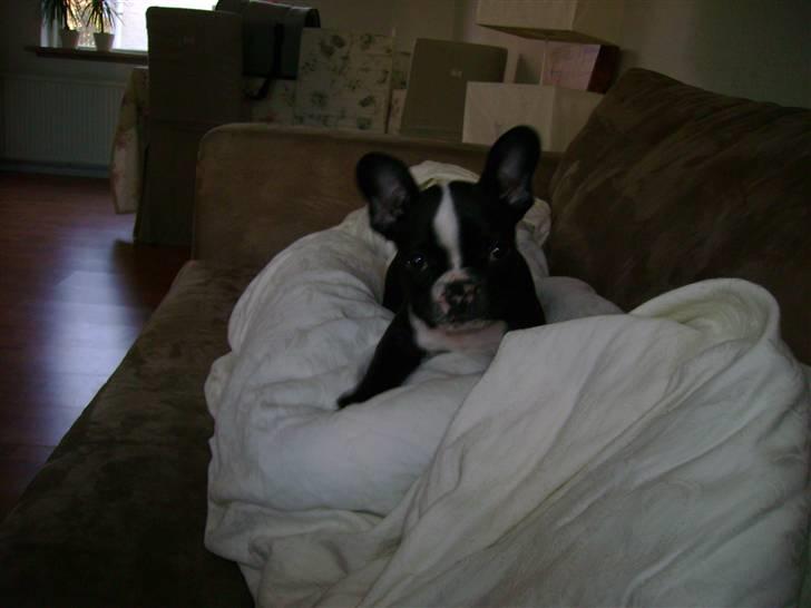 Fransk bulldog Walter - Walter som hvalp. billede 1