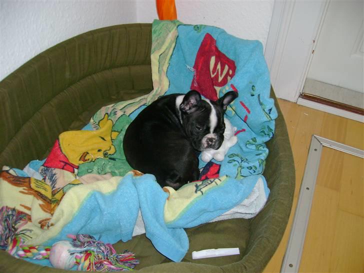 Fransk bulldog Walter billede 2