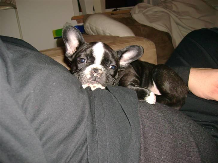 Fransk bulldog Walter billede 3