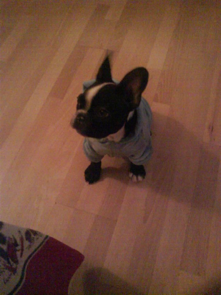 Fransk bulldog Walter billede 4