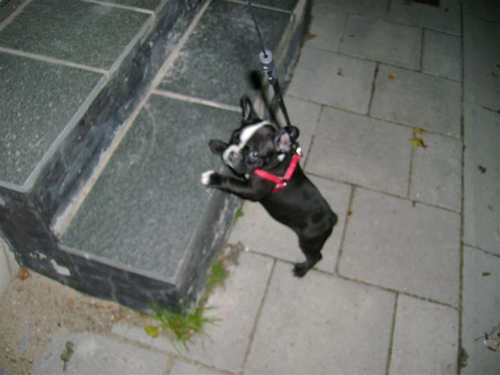 Fransk bulldog Walter billede 5