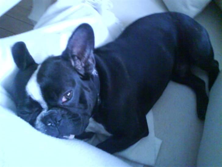 Fransk bulldog Walter billede 7