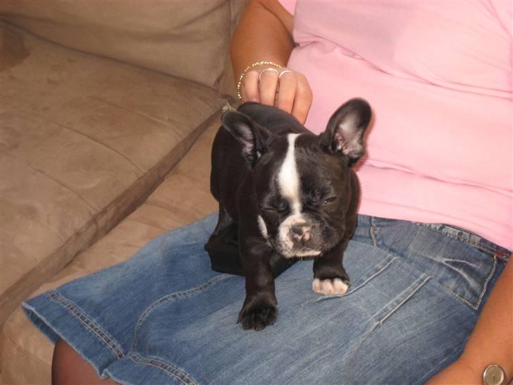 Fransk bulldog Walter billede 8