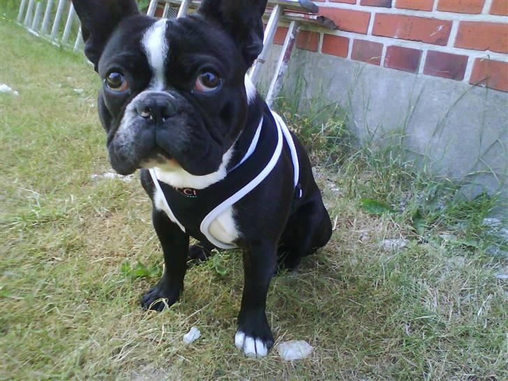 Fransk bulldog Walter billede 9