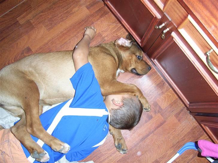 Blanding af racer Alana * Solgt * - så er det lige tid til en lur :-) billede 13