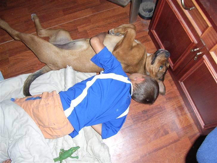 Blanding af racer Alana * Solgt * billede 14