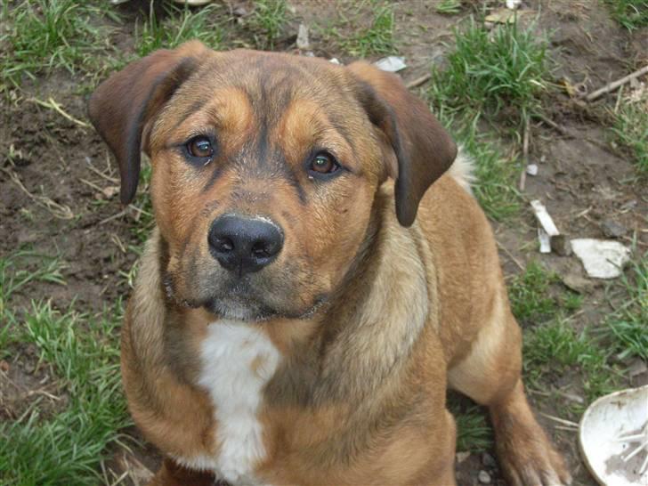 Blanding af racer Alana * Solgt * billede 15