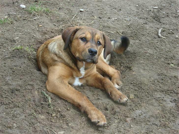 Blanding af racer Alana * Solgt * - hvad.... billede 16