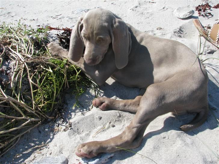 Weimaraner Jojo - Jeg æææælsker at være på stranden. billede 2