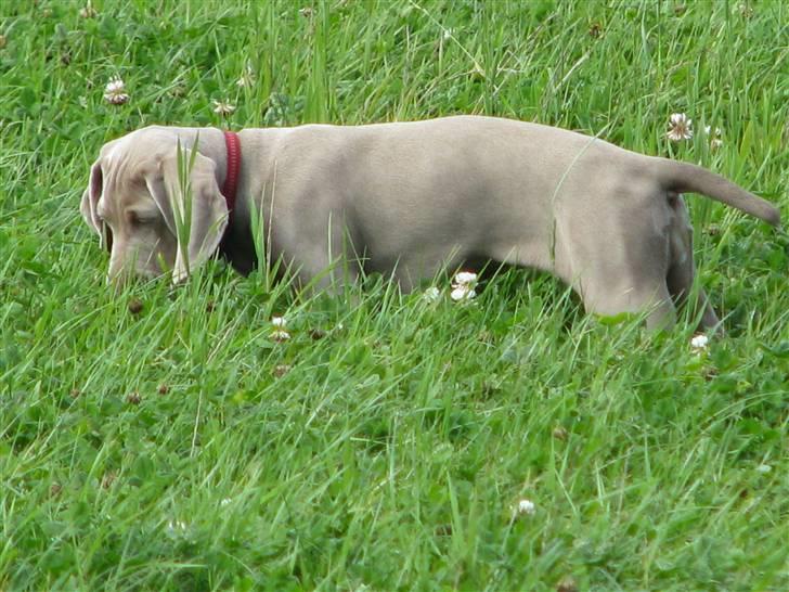 Weimaraner Jojo - Min første "stand" for en agerhøne. billede 3