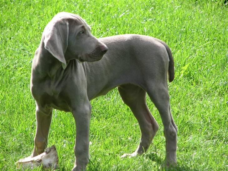 Weimaraner Jojo - Flot pige. billede 4
