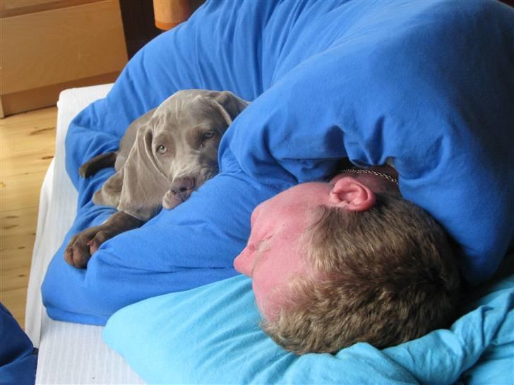 Weimaraner Jojo - Jeg ligger og siger som en hovedpude, så opdager mor mig ikke. billede 5