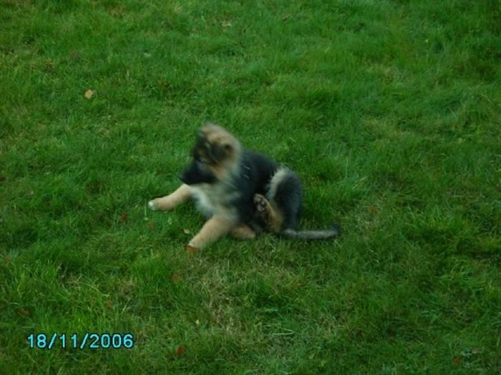 Schæferhund Gonzo (forældres) - Det klør vidst.  billede 6